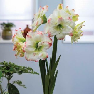 Amadeus Candy Amaryllis Thumbnail